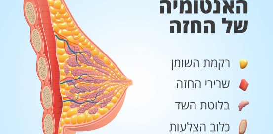 האנטומיה של החזה